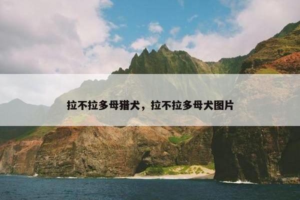 拉不拉多母猎犬，拉不拉多母犬图片