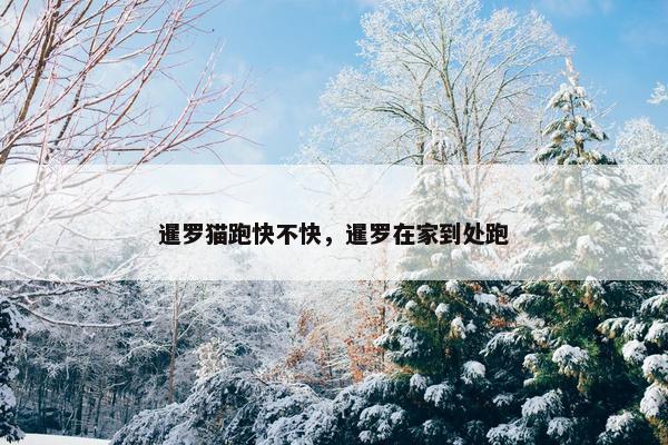 暹罗猫跑快不快，暹罗在家到处跑