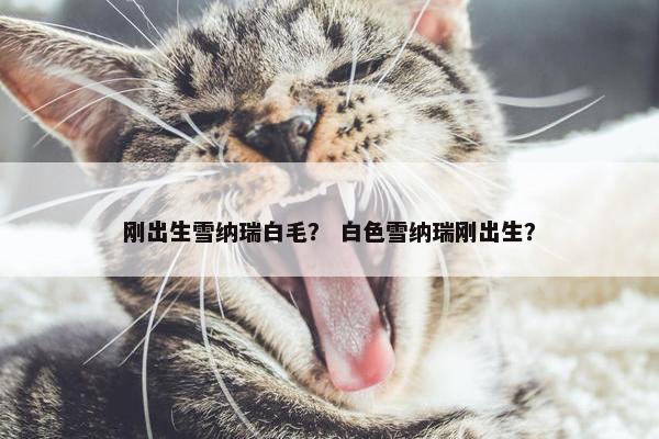 刚出生雪纳瑞白毛？ 白色雪纳瑞刚出生？
