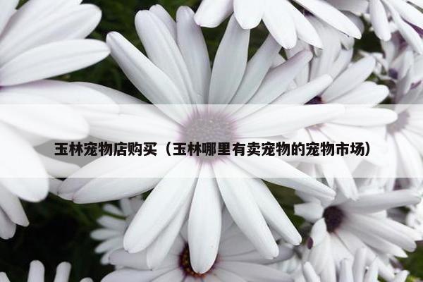 玉林宠物店购买（玉林哪里有卖宠物的宠物市场）