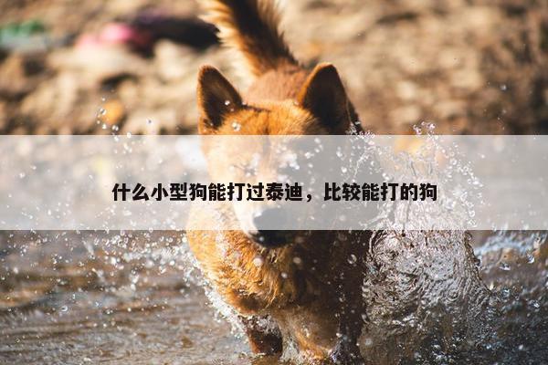 什么小型狗能打过泰迪，比较能打的狗