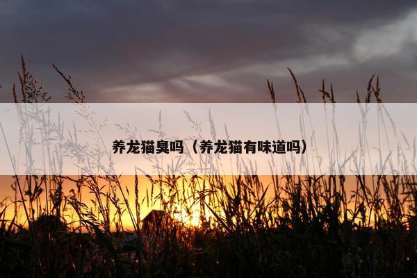 养龙猫臭吗（养龙猫有味道吗）