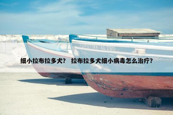 细小拉布拉多犬？ 拉布拉多犬细小病毒怎么治疗？