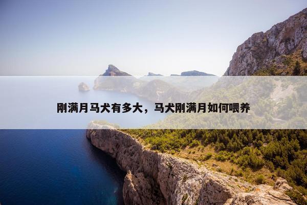 刚满月马犬有多大，马犬刚满月如何喂养