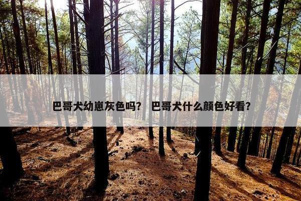 巴哥犬幼崽灰色吗？ 巴哥犬什么颜色好看？