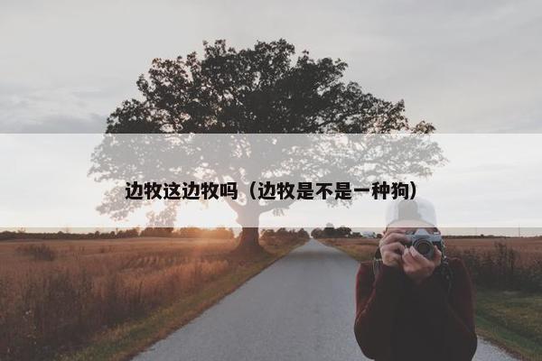 边牧这边牧吗（边牧是不是一种狗）