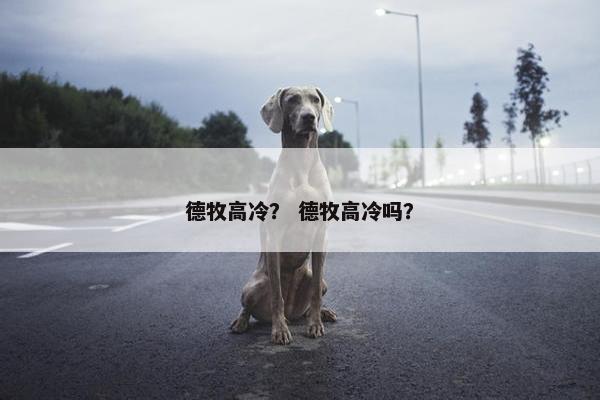 德牧高冷？ 德牧高冷吗？