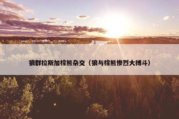 狼群拉斯加棕熊杂交（狼与棕熊惨烈大搏斗）