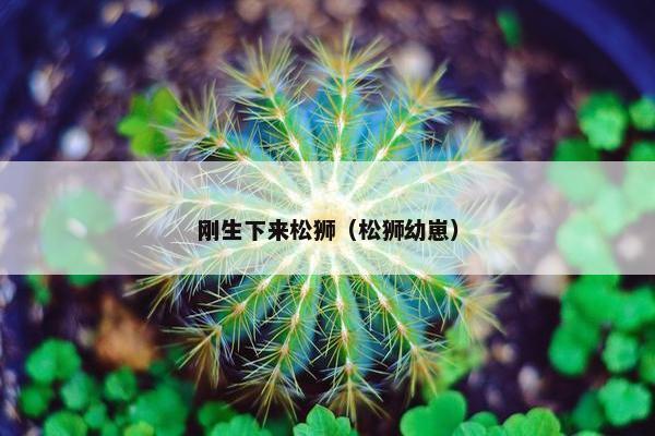 刚生下来松狮（松狮幼崽）