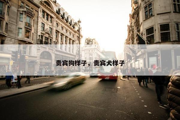 贵宾狗样子，贵宾犬样子