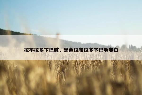 拉不拉多下巴脏，黑色拉布拉多下巴毛变白