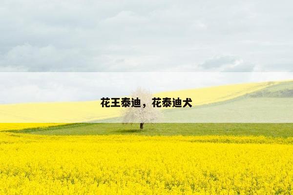 花王泰迪，花泰迪犬