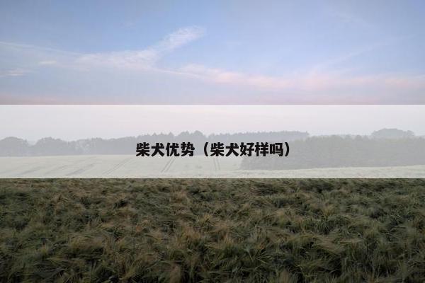柴犬优势（柴犬好样吗）
