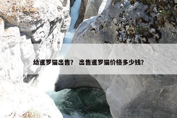幼暹罗猫出售？ 出售暹罗猫价格多少钱？