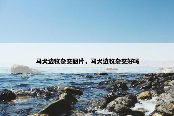 马犬边牧杂交图片，马犬边牧杂交好吗