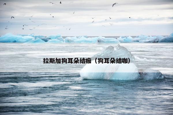 拉斯加狗耳朵结痂（狗耳朵结咖）