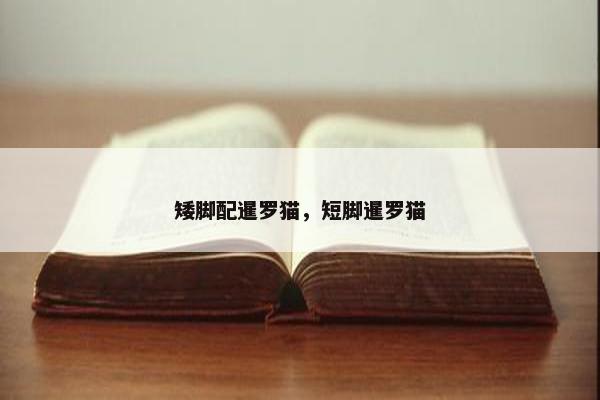 矮脚配暹罗猫，短脚暹罗猫