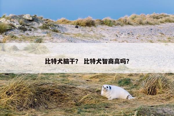 比特犬脑干？ 比特犬智商高吗？