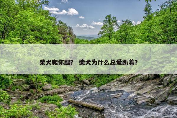 柴犬爬你腿？ 柴犬为什么总爱趴着？