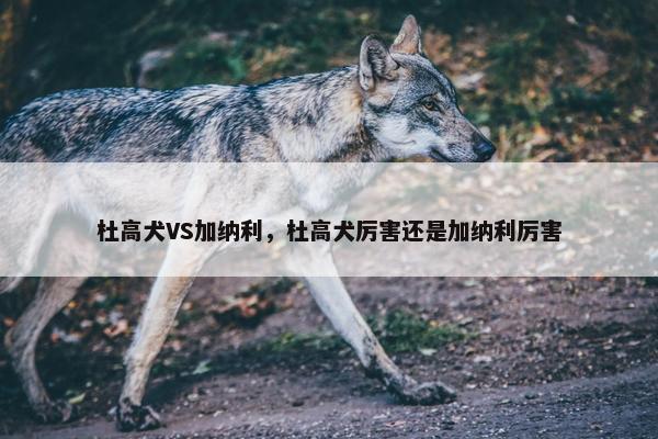杜高犬VS加纳利，杜高犬厉害还是加纳利厉害