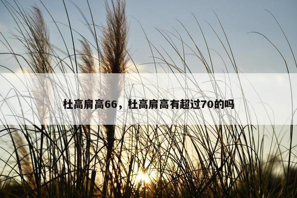 杜高肩高66，杜高肩高有超过70的吗