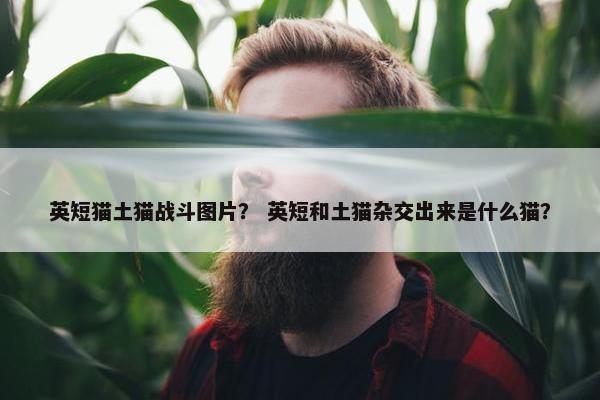 英短猫土猫战斗图片？ 英短和土猫杂交出来是什么猫？