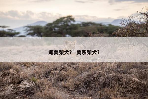 娜美柴犬？ 美系柴犬？