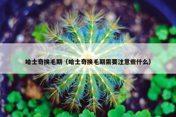 哈士奇换毛期（哈士奇换毛期需要注意些什么）