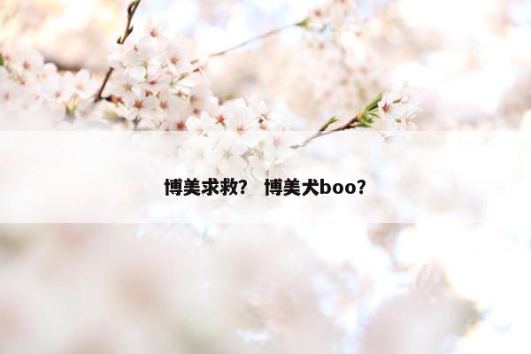 博美求救？ 博美犬boo？