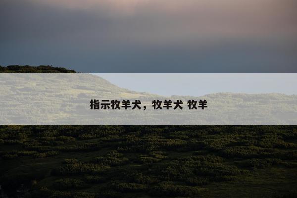 指示牧羊犬，牧羊犬 牧羊