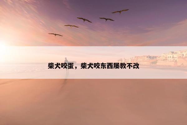 柴犬咬蛋，柴犬咬东西屡教不改