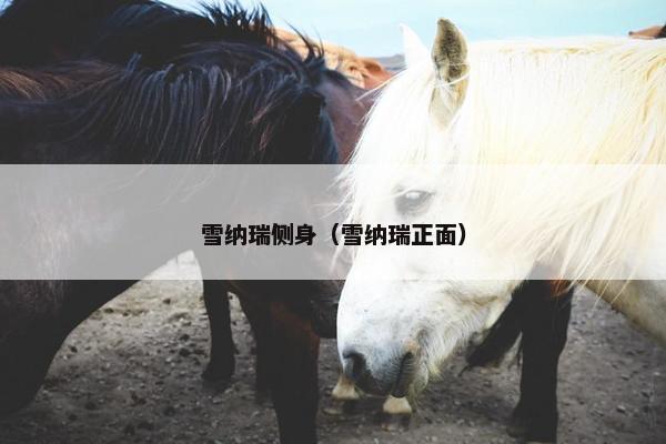 雪纳瑞侧身（雪纳瑞正面）