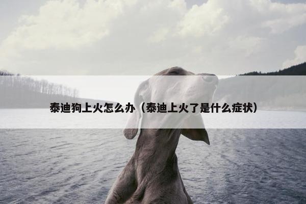 泰迪狗上火怎么办（泰迪上火了是什么症状）