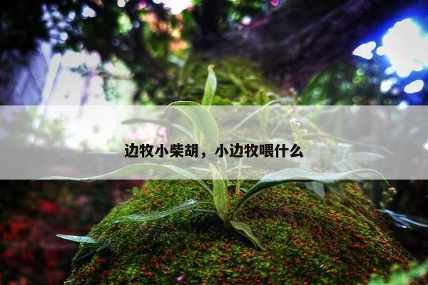 边牧小柴胡，小边牧喂什么