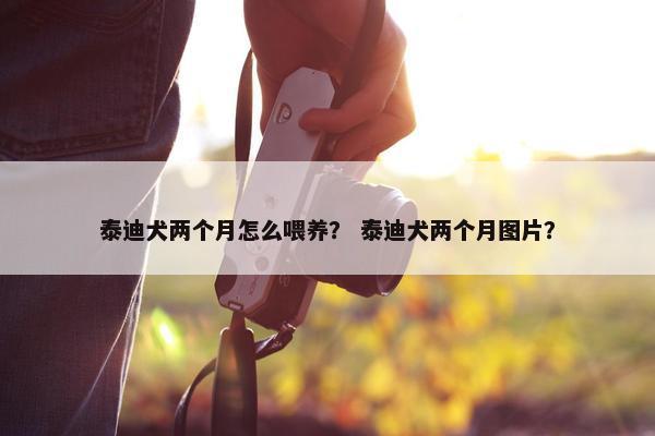 泰迪犬两个月怎么喂养？ 泰迪犬两个月图片？