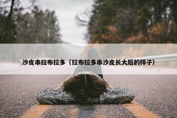 沙皮串拉布拉多（拉布拉多串沙皮长大后的样子）