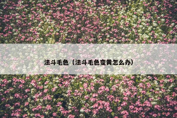 法斗毛色（法斗毛色变黄怎么办）