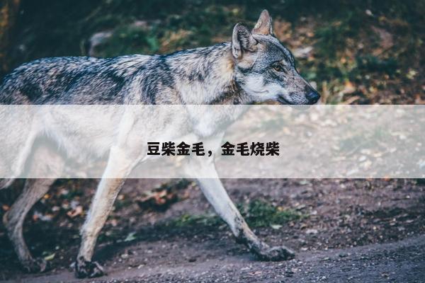 豆柴金毛，金毛烧柴