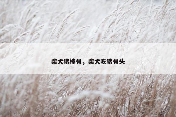 柴犬猪棒骨，柴犬吃猪骨头