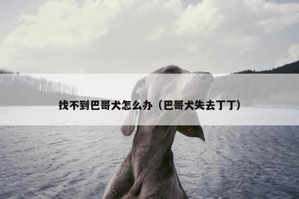 找不到巴哥犬怎么办（巴哥犬失去丁丁）