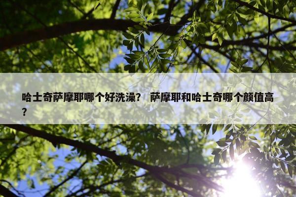 哈士奇萨摩耶哪个好洗澡？ 萨摩耶和哈士奇哪个颜值高？