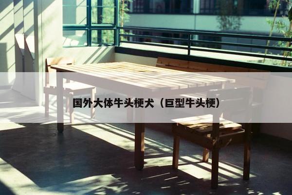 国外大体牛头梗犬（巨型牛头梗）