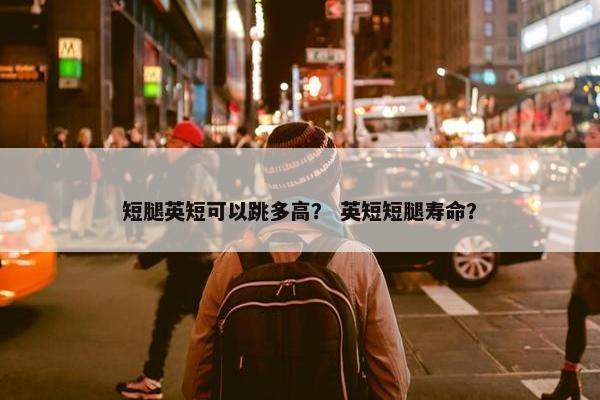 短腿英短可以跳多高？ 英短短腿寿命？