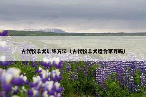 古代牧羊犬训练方法（古代牧羊犬适合家养吗）