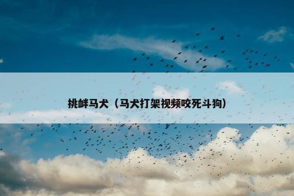 挑衅马犬（马犬打架视频咬死斗狗）