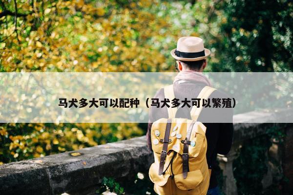 马犬多大可以配种（马犬多大可以繁殖）