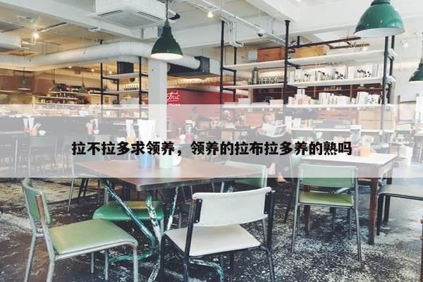 拉不拉多求领养，领养的拉布拉多养的熟吗
