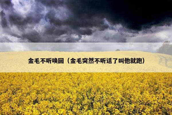金毛不听唤回（金毛突然不听话了叫他就跑）