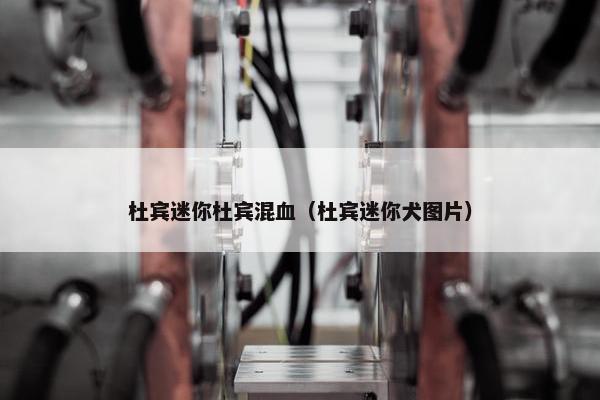 杜宾迷你杜宾混血（杜宾迷你犬图片）