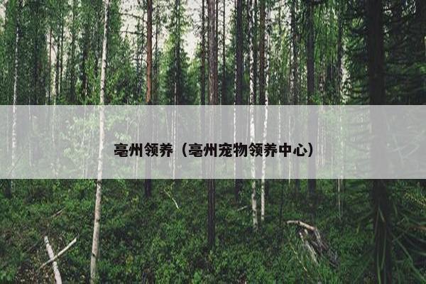 亳州领养（亳州宠物领养中心）